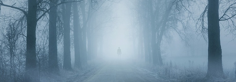 Creepy path in foggy woods